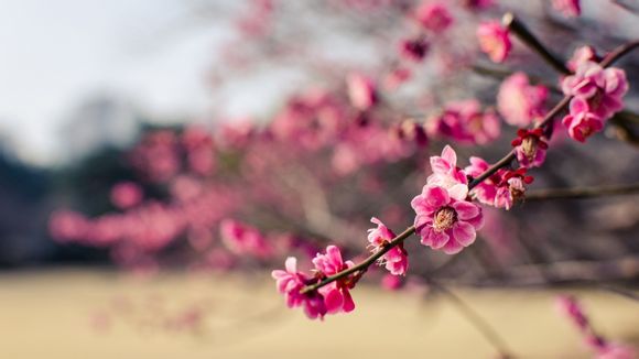 下雪了小树像什么