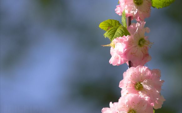 蒲剧清风亭